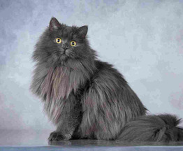 ��������� ����� ���� ���������� ������ - ���� 1 � ����������