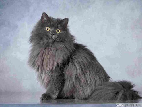 ��������� ����� ���� ���������� ������ - ���� 1 � ����������