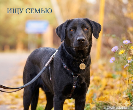 ����� 3,5 ����. ���� �����. - ���� 1 � ����������