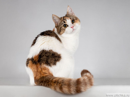 ����������� ��������������� ����� ���� ���������� ������ - ���� 1 � ����������