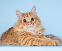 ��������� ����� ���� ���������� ������ - ���� 1 � ����������