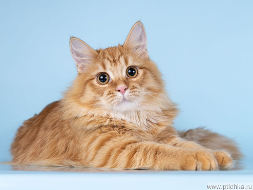 ��������� ����� ���� ���������� ������ - ���� 1 � ����������