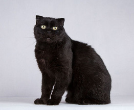 ����������� ��������� �������������� ����� (�������-����) ���� ���������� ������ - ���� 1 � ����������