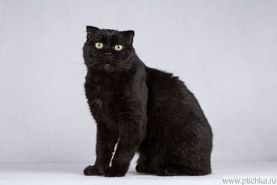 ����������� ��������� �������������� ����� (�������-����) ���� ���������� ������ - ���� 1 � ����������