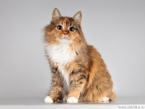 ��������� ����� ���� ���������� ������ - ���� 1 � ����������