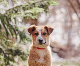 ������ ���� ���������� ������ - ���� 1 � ����������