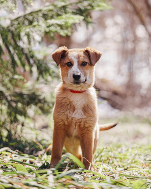 ������ ���� ���������� ������ - ���� 1 � ����������