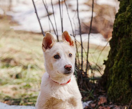 ������ ���� ���������� ������ - ���� 1 � ����������