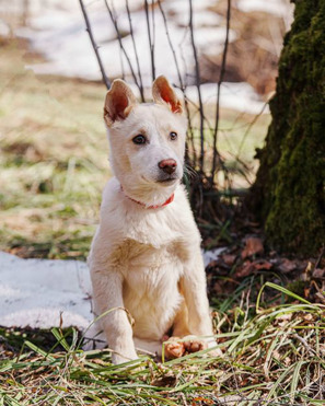 ������ ���� ���������� ������ - ���� 1 � ����������