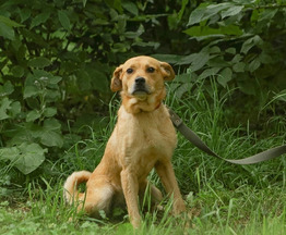 ����������� ������� ����� ���� ��� - ���� 1 � ����������