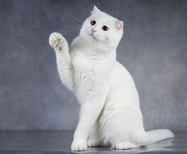 ����������� ��������� ����� (������� ����) ���� ���������� ������ - ���� 1 � ����������