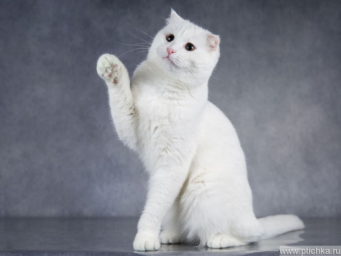 ����������� ��������� ����� (������� ����) ���� ���������� ������ - ���� 1 � ����������