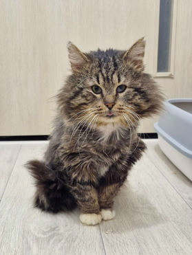 ��� ��������� ���� ������� ����� - ���� 1 � ����������