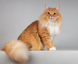 ��������� ����� ���� ���������� ������ - ���� 1 � ����������