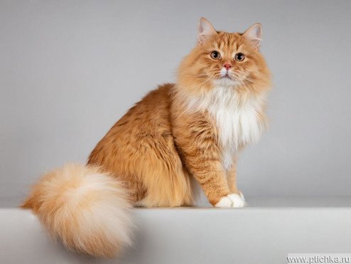 ��������� ����� ���� ���������� ������ - ���� 1 � ����������