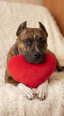 ������� ���� ���������� ������ - ���� 1 � ����������