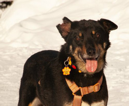 ������ ���� ���������� ������ - ���� 1 � ����������