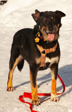 ������ ���� ���������� ������ - ���� 1 � ����������