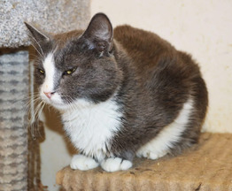 ��� ����� ���� ��� - ���� 1 � ����������