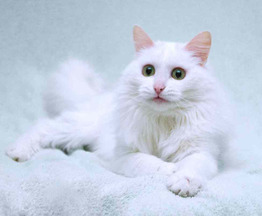 ��������� ����� (�������� ������) ���� ���������� ������ - ���� 1 � ����������