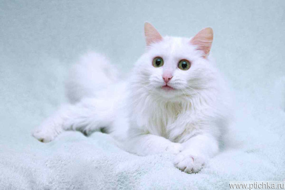 ��������� ����� (�������� ������) ���� ���������� ������ - ���� 1 � ����������