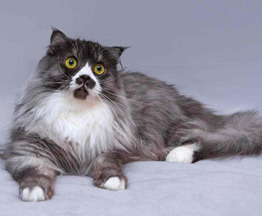 ��������� ����� ���� ���������� ������ - ���� 1 � ����������