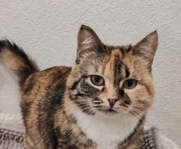 ������� - ���� ��������� �������� ������� - ���� 1 � ����������