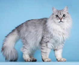 ��������� ����� ���� ���������� ������ - ���� 1 � ����������