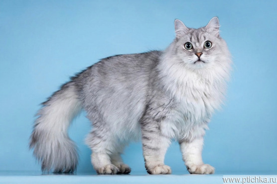 ��������� ����� ���� ���������� ������ - ���� 1 � ����������