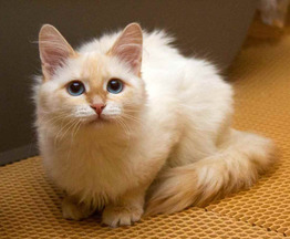 ������� ����������� ����� (��������� 