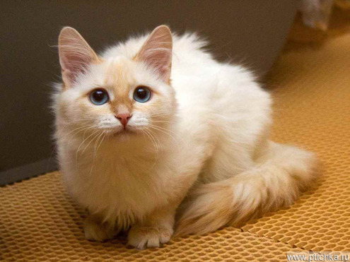 ������� ����������� ����� (��������� 