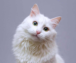 ��������� ����� (�������� ������) ���� ���������� ������ - ���� 1 � ����������