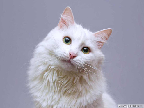 ��������� ����� (�������� ������) ���� ���������� ������ - ���� 1 � ����������