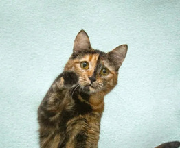 ���������� - �����-������ � ����� ������ ������� - ���� 1 � ����������