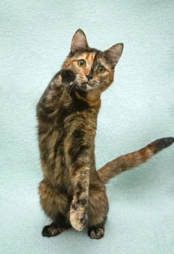 ���������� - �����-������ � ����� ������ ������� - ���� 1 � ����������