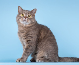 ����������� ��������� ����� (�������-������) ���� ���������� ������ - ���� 1 � ����������