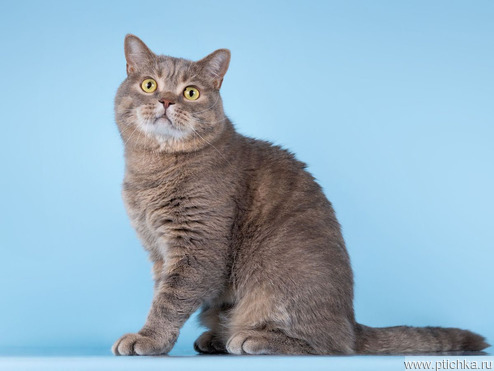 ����������� ��������� ����� (�������-������) ���� ���������� ������ - ���� 1 � ����������