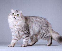 ����������� ��������� �������������� ����� (�������-����) ���� ���������� ������ - ���� 1 � ����������