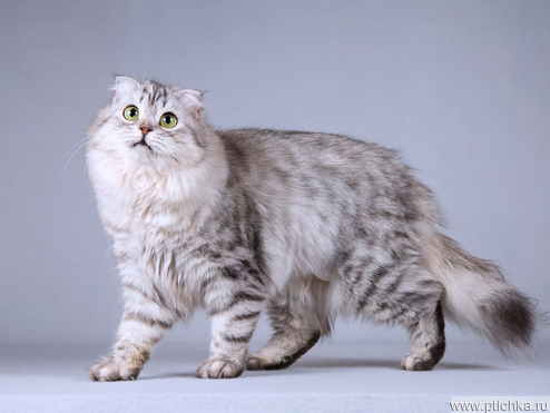 ����������� ��������� �������������� ����� (�������-����) ���� ���������� ������ - ���� 1 � ����������