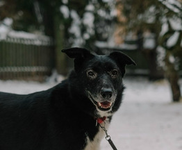 ������ ����� � ������ ���� - ���� 1 � ����������