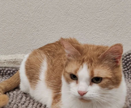 �������, ������ ��� �������� ������ - ���� 1 � ����������