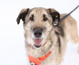 ������ ���� ���������� ������ - ���� 1 � ����������