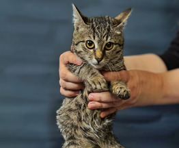 �������������� ������ ���� � ������ � ���. - ���� 1 � ����������