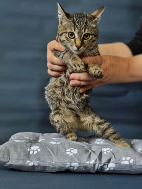 �������������� ������ ���� � ������ � ���. - ���� 1 � ����������