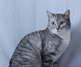 ����� ���� ���������� ������ - ���� 1 � ����������