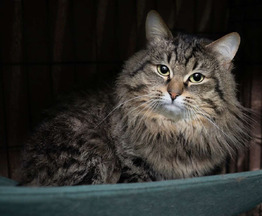 ����� ���� ���������� ������ - ����������  � ����������