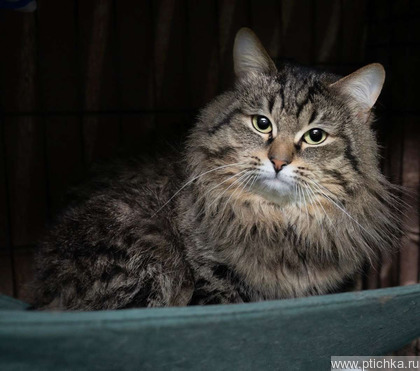 ����� ���� ���������� ������ - ����������  � ����������