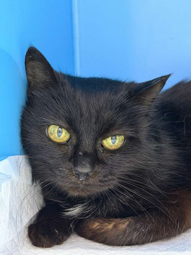 ����� ���� ���������� ������ - ���� 1 � ����������