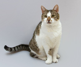 ����� ������ ���� ������ ������. - ���� 1 � ����������