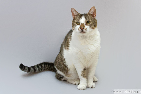 ����� ������ ���� ������ ������. - ���� 1 � ����������